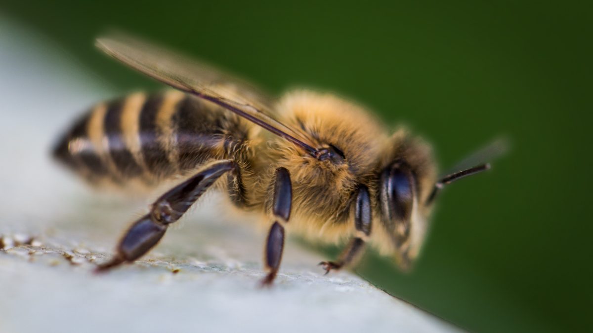 tratamentul artrozei de albine