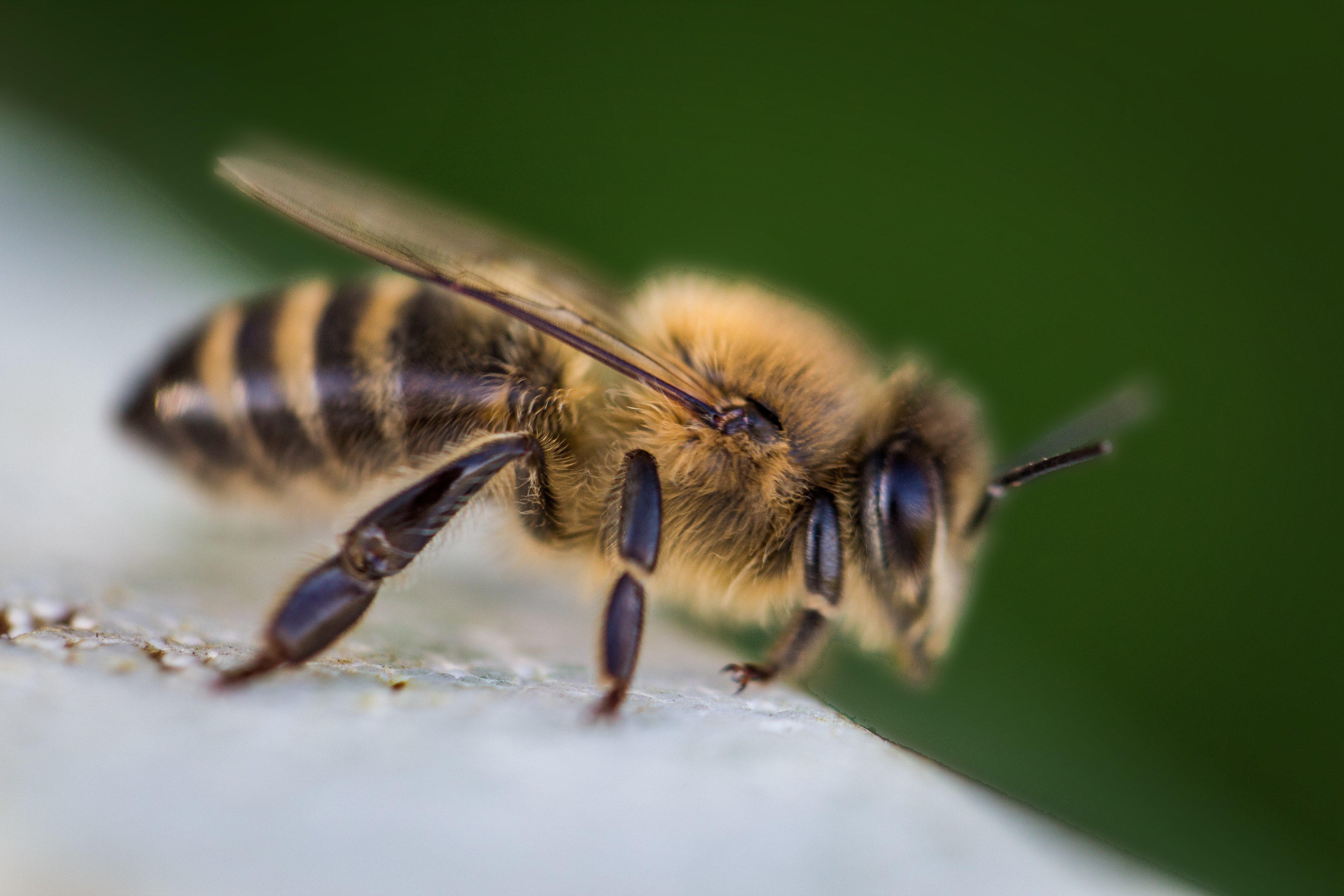 Tratamentul albinelor pentru artroza genunchiului